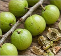 Amla Extract