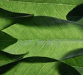 Guava Leaf Extract