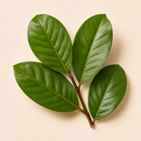 Guava Leaf Extract