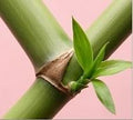 Bamboo Extract